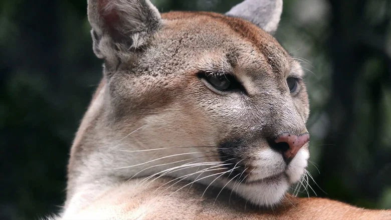 Cougar: On the Trail of the Ghost Cat screenshot 4