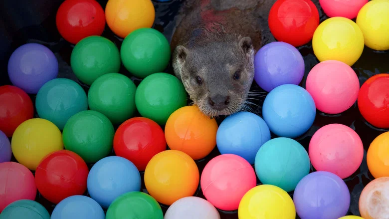 Billy & Molly: An Otter Love Story screenshot 4