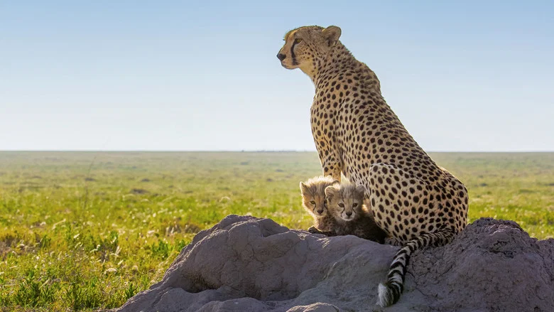 Cheetahs Up Close with Bertie Gregory screenshot 3