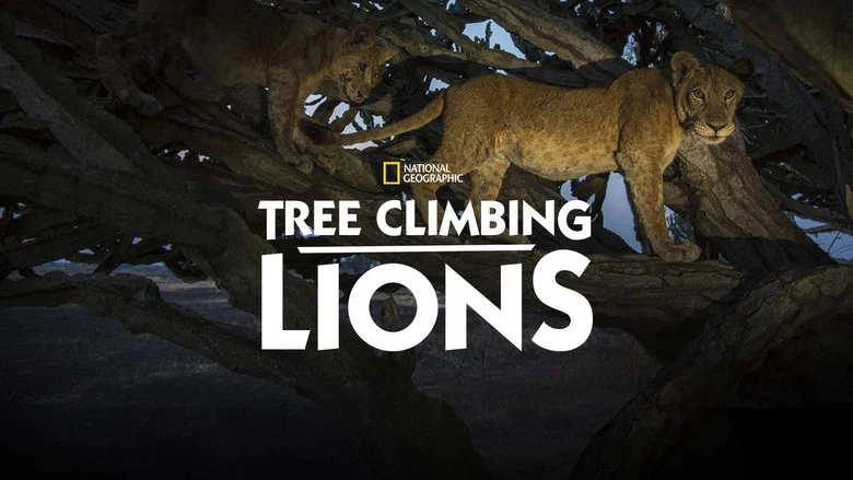 Tree Climbing Lions screenshot 4
