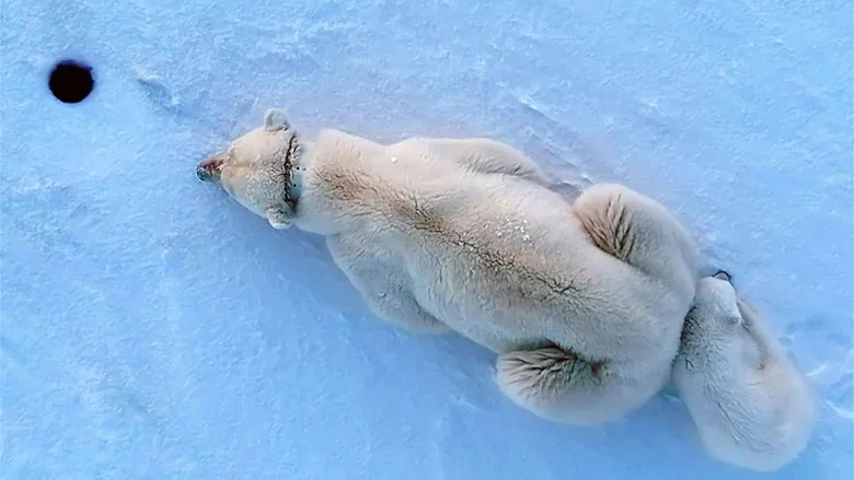 The Arctic: 66.5 Degrees North screenshot 4