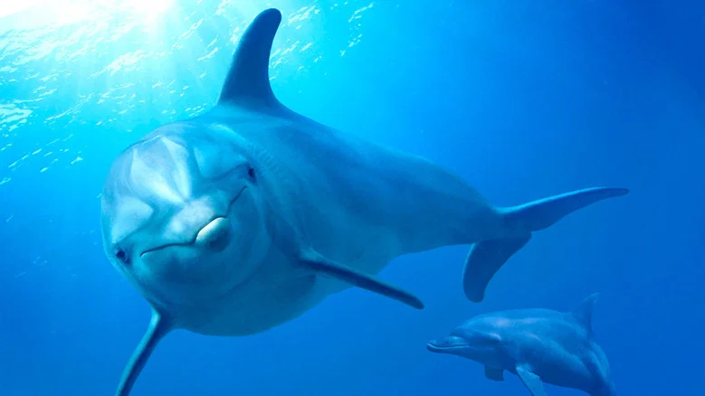 Dolphin Reef screenshot 2