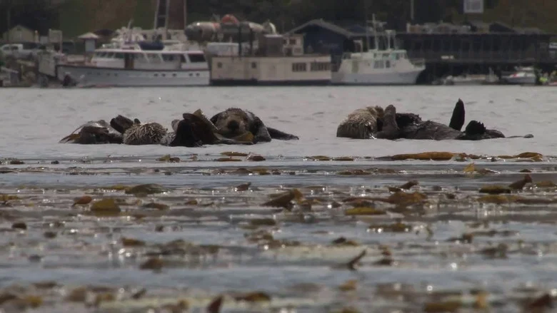 No Otter Zone screenshot 1