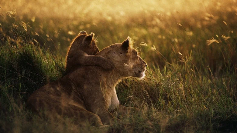 Serengeti - Im Reich der Antilopen screenshot 1