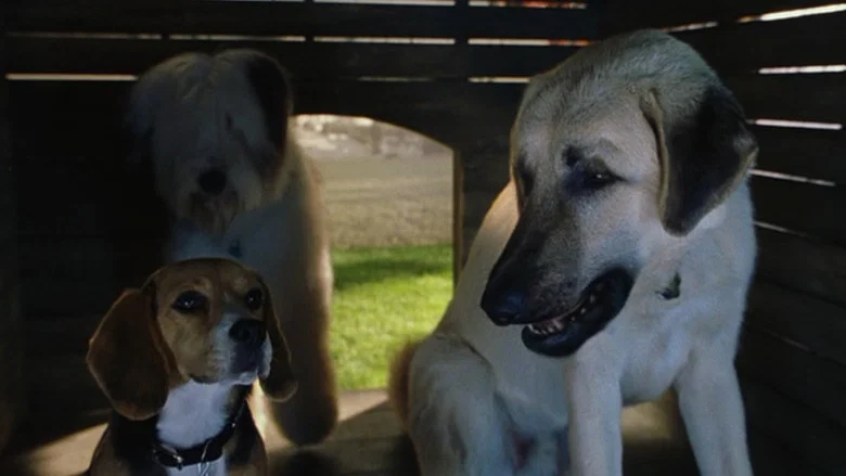 Cats & Dogs screenshot 6