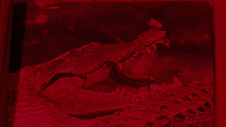 The Great Alligator screenshot 6