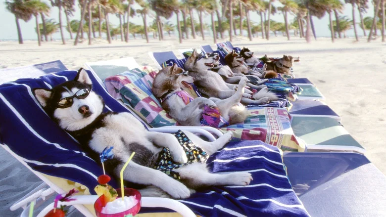 Snow Dogs screenshot 6
