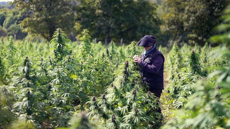 Cannabis, un paradoxe français screenshot 2