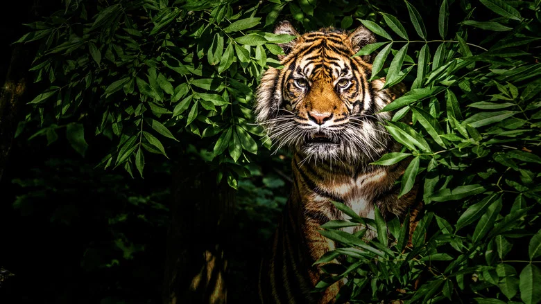 Thailand's Wild Cats screenshot 1