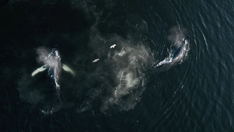 The Whale and the Raven screenshot 1