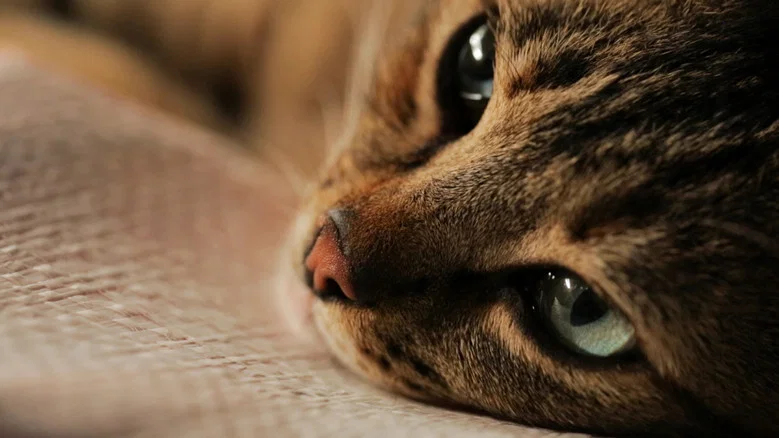 Kedi screenshot 4