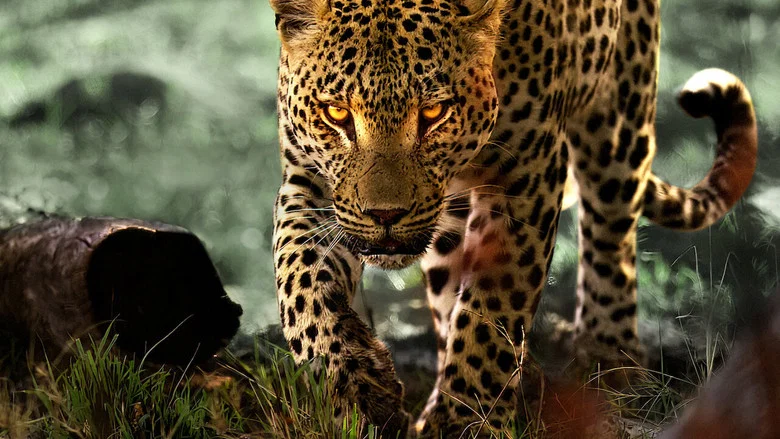 Living with Leopards screenshot 1