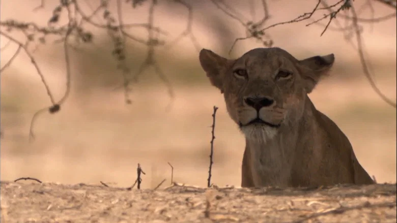 Lion Battle Zone screenshot 2