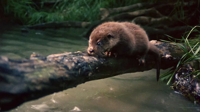 Tarka the Otter screenshot 1