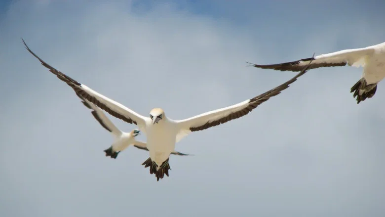 Gannets: The Wrong Side of the Run screenshot 1