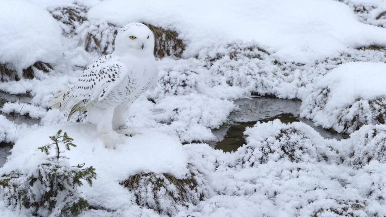 A Winter's Tale: The Journey Of The Snowy Owls screenshot 3
