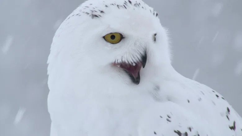 A Winter's Tale: The Journey Of The Snowy Owls screenshot 2