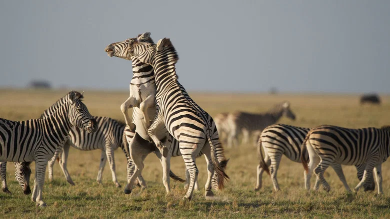 Nature: Great Zebra Exodus screenshot 1