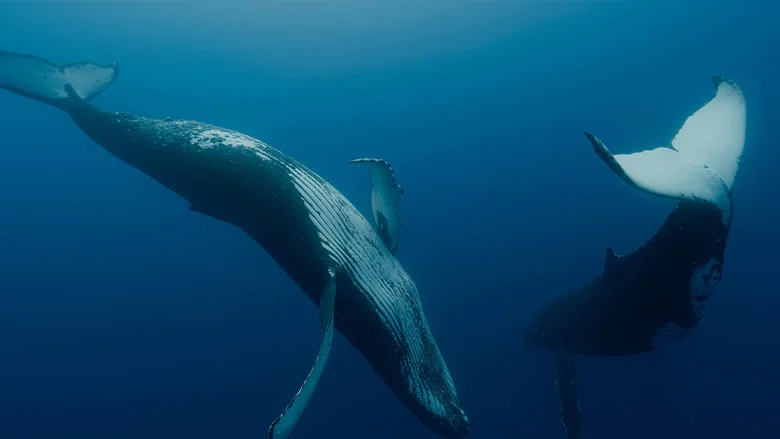 Whale Nation screenshot 3