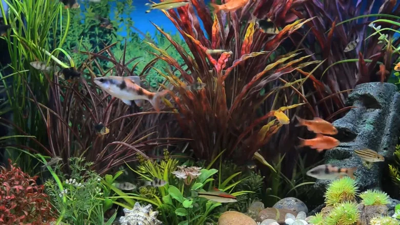 Relaxing Aquarium screenshot 1