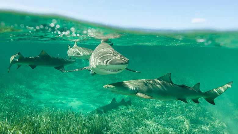 Shark Gangs screenshot 2