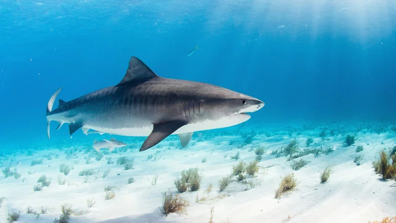 World's Biggest Tiger Shark screenshot 2