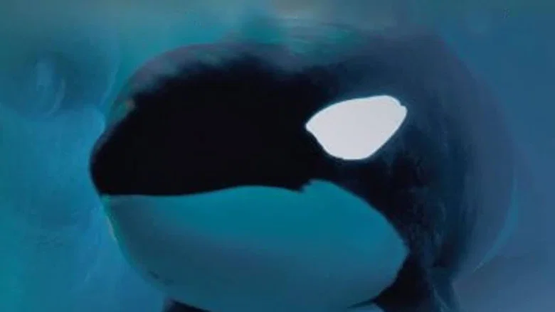 Keiko: The Untold Story screenshot 1