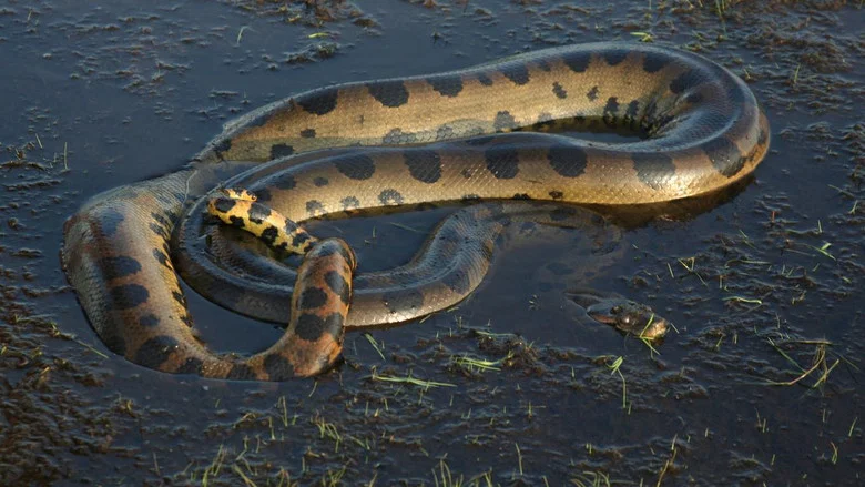 Anaconda: Queen of the Serpents screenshot 1