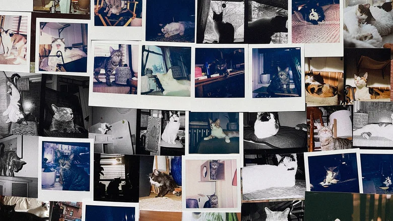 New York Cat Crisis screenshot 2