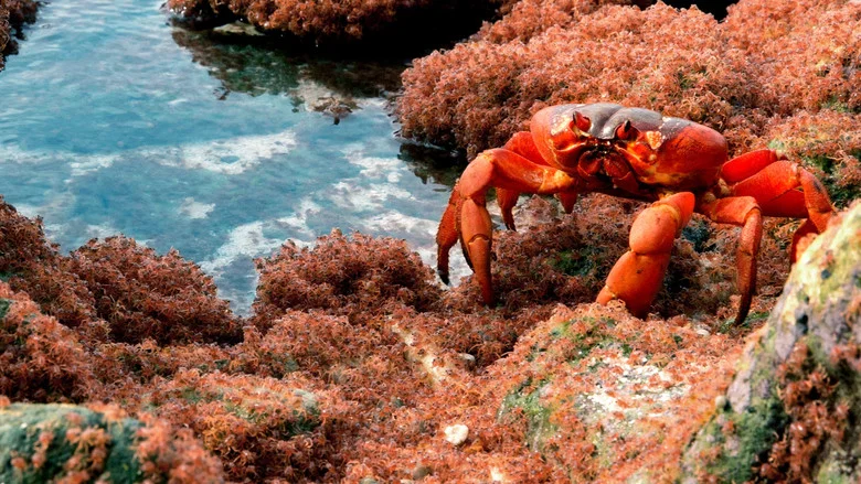 The Giant Robber Crab screenshot 1
