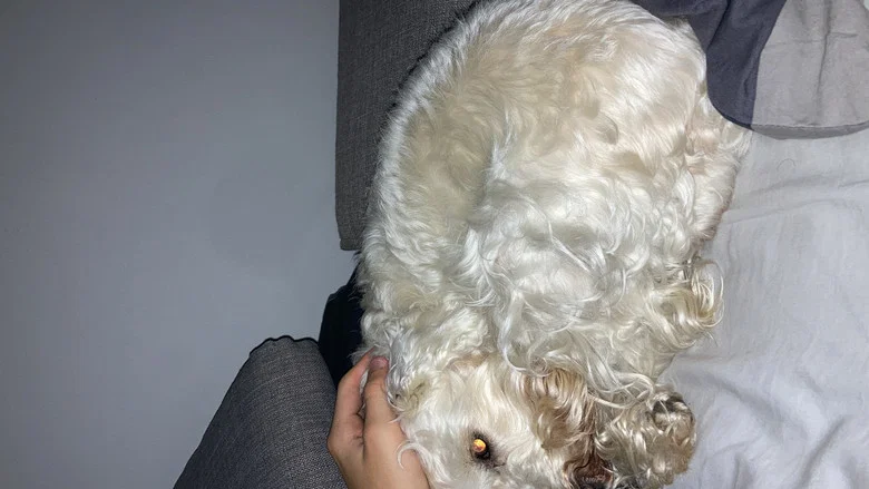 A Dogs Day screenshot 1