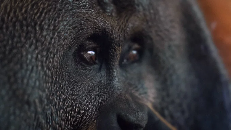 Orang. Utan. screenshot 1