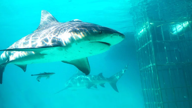 Shark Gangs screenshot 4