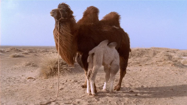 The Story of the Weeping Camel screenshot 6