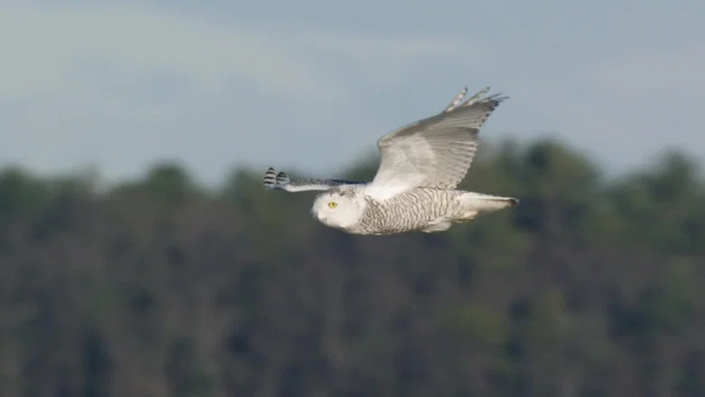 A Winter's Tale: The Journey Of The Snowy Owls screenshot 4