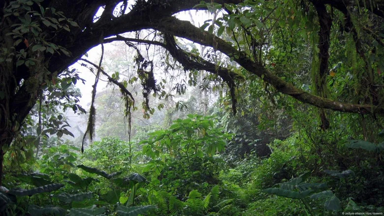 Song from the Forest screenshot 2
