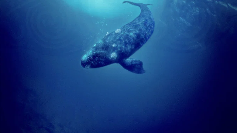 Whale Rider screenshot 2
