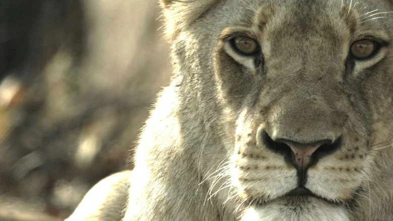Malika the Lion Queen screenshot 2