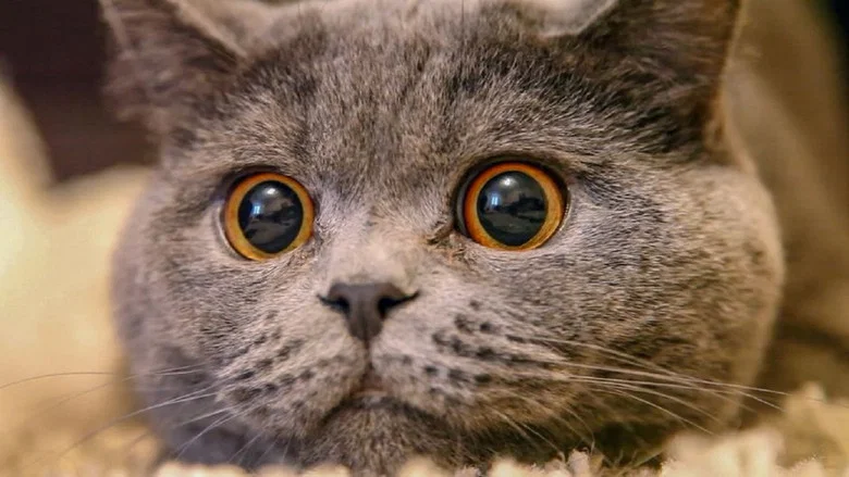 The Cat: A Cuddly Killer screenshot 1