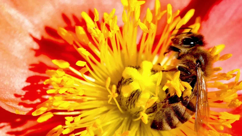 Wings of Life screenshot 3