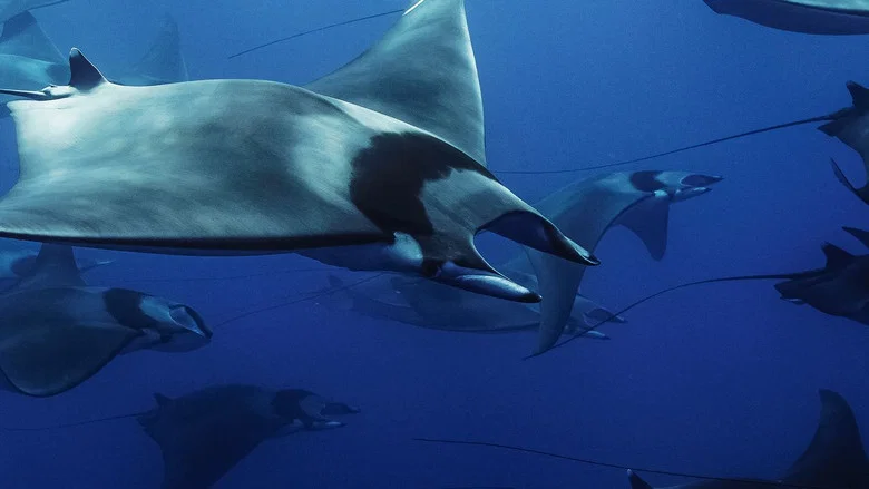 Mobula, la légende des diables screenshot 1