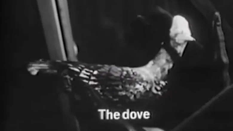 The Dove screenshot 1