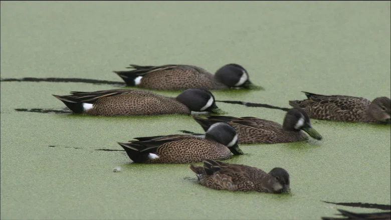 PBS Nature - An Original DUCKumentary screenshot 2