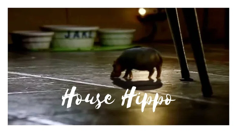 North American House Hippo screenshot 1