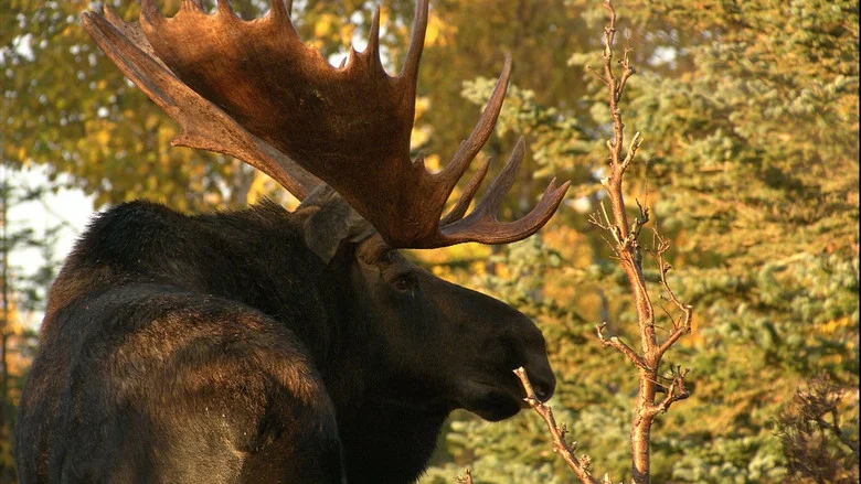 In the Land of the Moose screenshot 1
