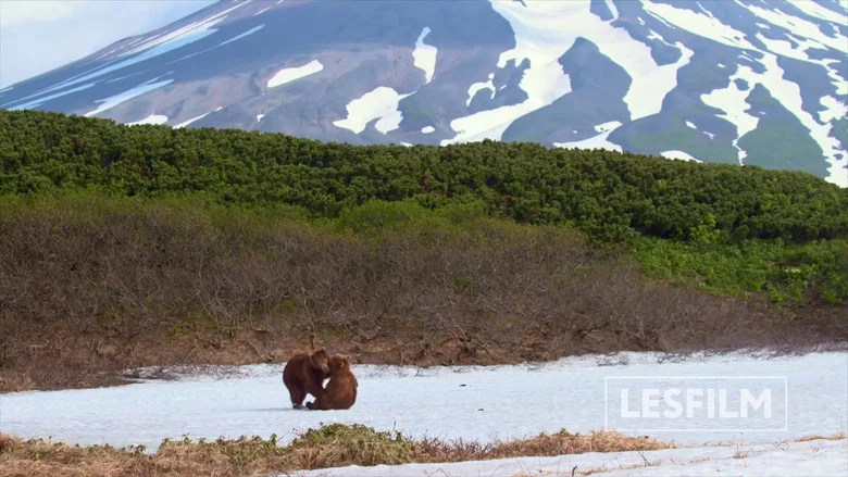 Kamchatka Bears. Life Begins screenshot 6