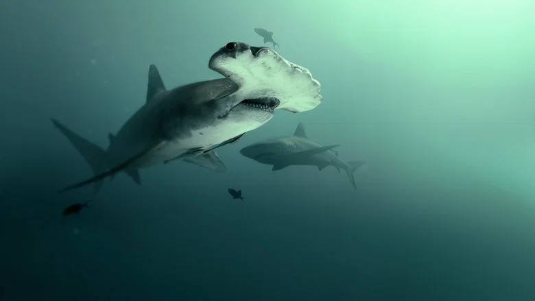 Bull Shark vs. Hammerhead screenshot 6