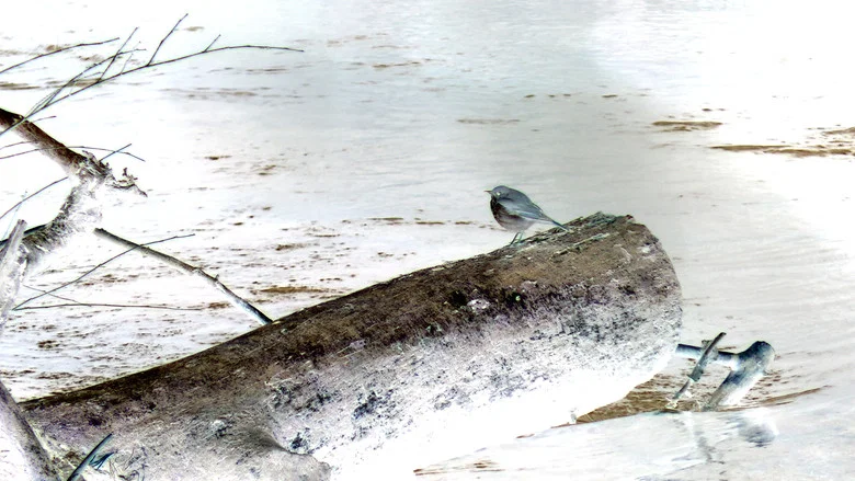bird5.mp4 screenshot 2