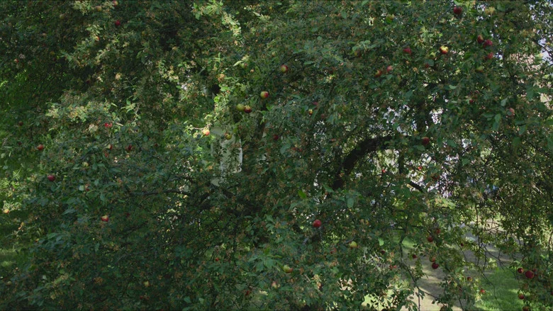 Pieces of a Woman screenshot 8