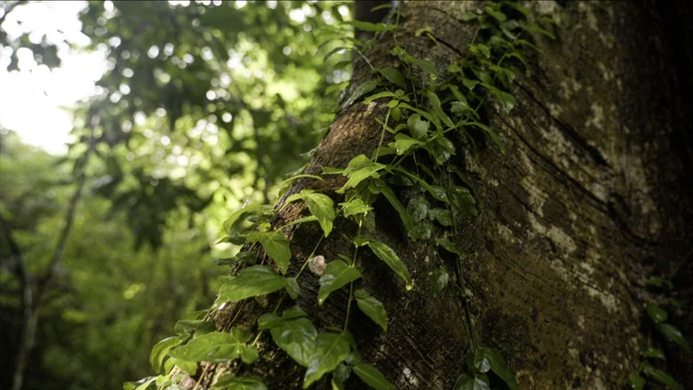 Curandera screenshot 4